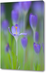  Purple Crocus Flowers in Spring. High quality photo..	