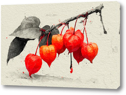    Фонарики физалиса