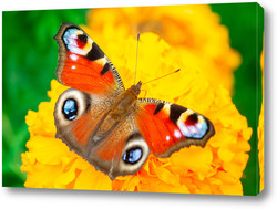  Butterfly on blossom flower in green nature.