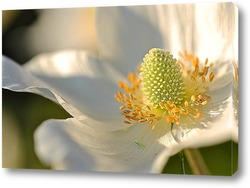    Белый цветок