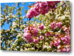   Постер Розовые цветы на фоне яблочного цвета
