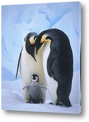    Императорские пингвины с малышом.