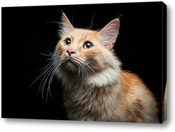    Портрет дворового кота