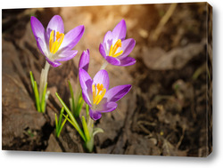   Постер Purple Crocus Flowers in Spring. High quality photo..	