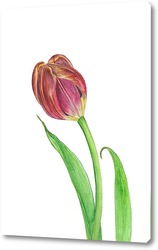   Постер Ботаническая иллюстрация. Тюльпан
