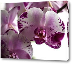    Орхидея доритинопсис Жемчужина Тейды