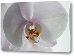  Орхидея  на бамбуке