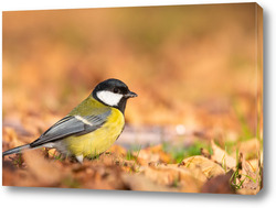    Большая синица крупным планом ( Parus major ).