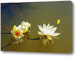   Постер Лилии на воде