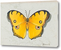  Постер Бабочка