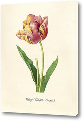    Тюльпан