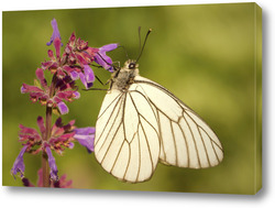   Постер Бабочка на красиво цветке