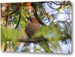  Большая синица крупным планом ( Parus major ).