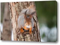    Red squirrel sitting on a tree branch in winter forest and nibbling seeds on snow covered trees background.