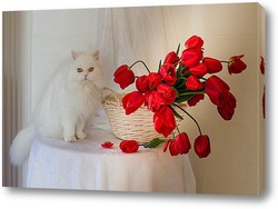    Красные тюльпаны и белый кот