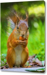  Red squirrel sits in the grass..	