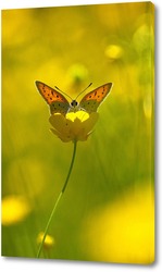   Постер Червонец непарный (Lycaena dispar)
