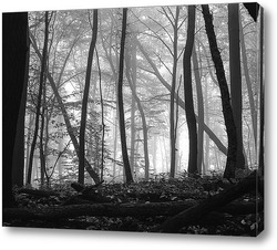  туманный осенний  лес