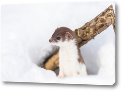   Постер Least Weasel (Mustela nivalis) in snowy March