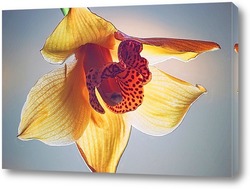    Загадочна орхидея