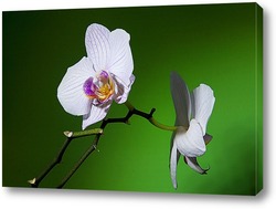    орхидеи 