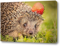  hedgehog on the grass..	