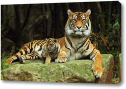   Постер Тигры 46213