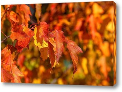  Осенние, жёлтые листья клёна