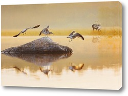   Постер Восход на озере.