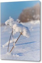    Соцветие борщевика с хлопьями снега