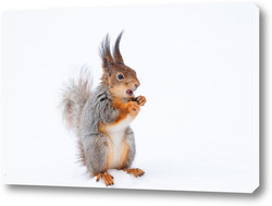    Red squirrel sitting on a tree branch in winter forest and nibbling seeds on snow covered trees background.