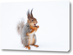   Постер Red squirrel sitting on a tree branch in winter forest and nibbling seeds on snow covered trees background.