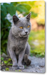  little Cute grey fluffy kitten outdoors. kitten first steps.