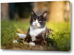  Gray striped cat walks on a leash on green grass outdoors..