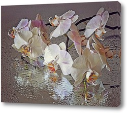  Орхидея Пафиопедилюм Принц крупным планом