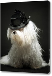    Собака в шляпке