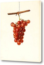   Картина Виноград