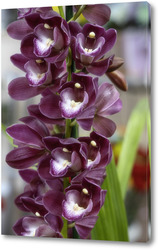   Постер Роскошная ветка бордовой орхидеи цимбидиум