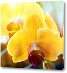    Орхидея