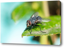   Постер House fly, Fly, House fly on leaf.	