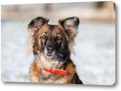    Cute red with white dog mongrel on a winter background