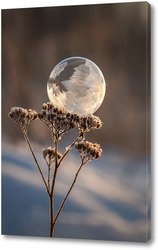   Постер Замёрзший мыльный пузырь на растении