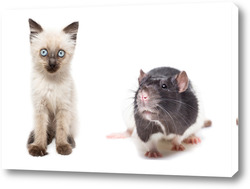    Animals on isolated white background