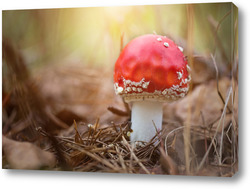    Amanita muscari, fly agaric beautiful red-headed hallucinogenic toxic mushroom.