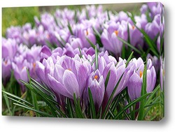  Куст крокуса весеннего (шафрана) на фиолетовом фоне