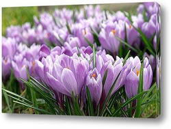  Purple Crocus Flowers in Spring. High quality photo..	