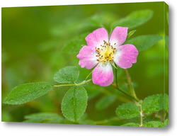   Постер Цветок шиповника с каплями росы