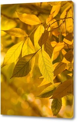    Желтые листья