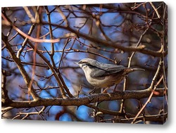  A blue tit (Cyanistes caeruleus) perched.