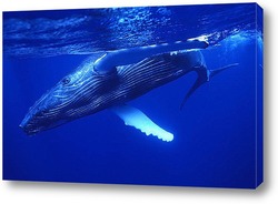  Постер Whale018